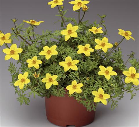 Photos von Blumenvarianten benutzt als: Topf, Terrasse, Ampel. Bidens ferulifolia Solaire® M Star