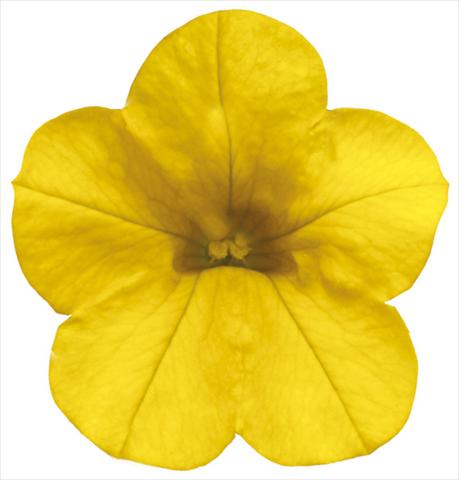 Photos von Blumenvarianten benutzt als: Topf, Terrasse, Ampel. Calibrachoa Callie® Deep Yellow