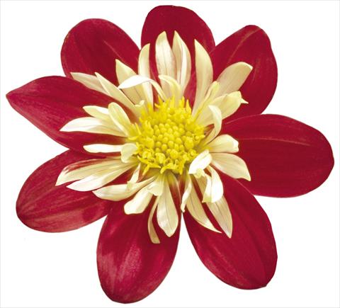 Photos von Blumenvarianten benutzt als: Topf und Beet Dahlia x hybrida Goldalia Scarlet