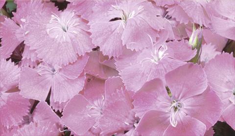 Photos von Blumenvarianten benutzt als: Topf und Beet Dianthus barbatus Barbarini® F1 Pink