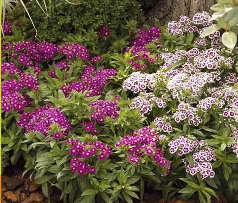 Photos von Blumenvarianten benutzt als: Topf und Beet Dianthus barbatus Barbarini® F1
