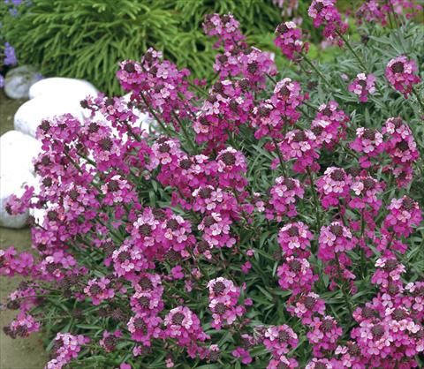 Photos von Blumenvarianten benutzt als: Topf und Beet Erysimum hybridum Canaries™ Bowles Mauve