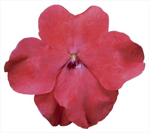 Photos von Blumenvarianten benutzt als: Topf und Beet Impatiens walleriana Jambalaya™ F1 Red Improved