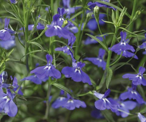 Photos von Blumenvarianten benutzt als: Topf, Terrasse, Ampel. Lobelia erinus Laguna® Trailing Dark Blue