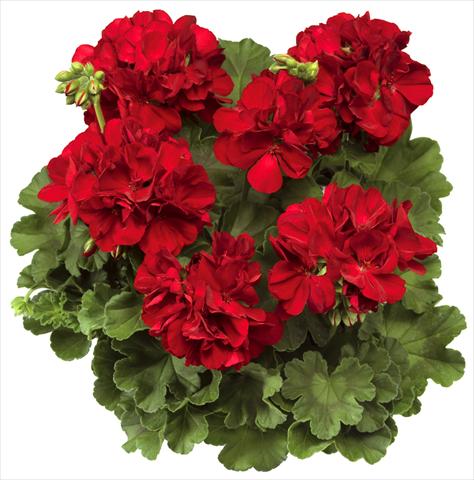 Photos von Blumenvarianten benutzt als: Topf Pelargonium interspec. Calliope™ Dark Red