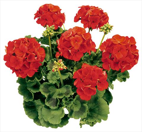 Photos von Blumenvarianten benutzt als: Topf Pelargonium zonale Avenida® Red