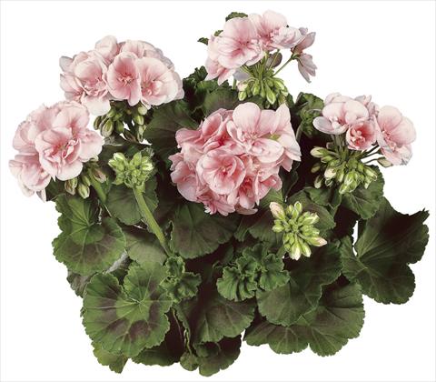 Photos von Blumenvarianten benutzt als: Topf Pelargonium zonale Classic Dolce Vita®