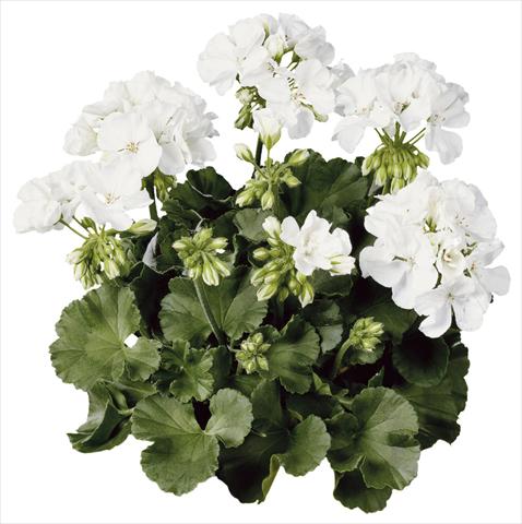 Photos von Blumenvarianten benutzt als: Topf Pelargonium zonale Compact Line Alba®