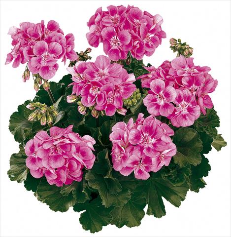 Photos von Blumenvarianten benutzt als: Topf Pelargonium zonale Tango® Bravo