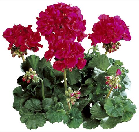 Photos von Blumenvarianten benutzt als: Topf Pelargonium zonale Tango® Neon Purple
