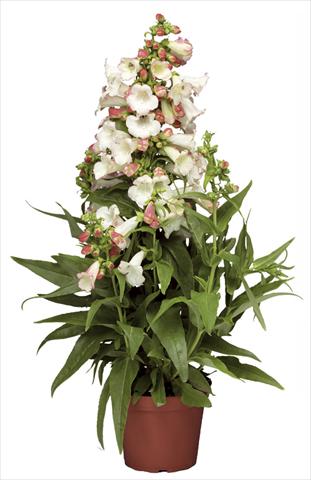 Photos von Blumenvarianten benutzt als: Topf und Beet Penstemon hartwegii Phoenix Appleblossom