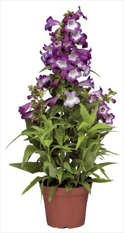 Photos von Blumenvarianten benutzt als: Topf und Beet Penstemon hartwegii Phoenix Lavender