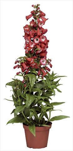 Photos von Blumenvarianten benutzt als: Topf und Beet Penstemon hartwegii Phoenix Red