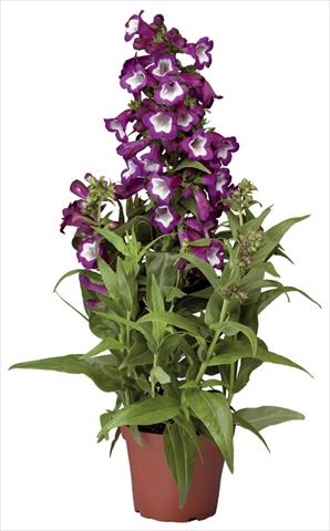 Photos von Blumenvarianten benutzt als: Topf und Beet Penstemon hartwegii Phoenix Violet