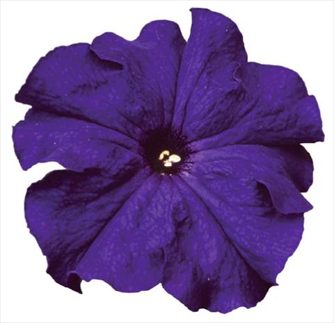 Photos von Blumenvarianten benutzt als: Topf, Beet, Terrasse Petunia grandiflora F1 Special Blue