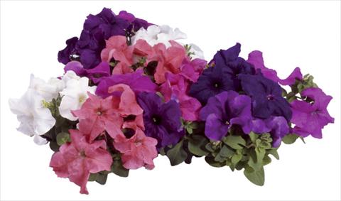 Photos von Blumenvarianten benutzt als: Topf, Beet, Terrasse Petunia grandiflora F1 Special Northern Mix