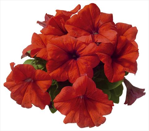 Photos von Blumenvarianten benutzt als: Topf, Beet, Terrasse Petunia grandiflora F1 Special Red