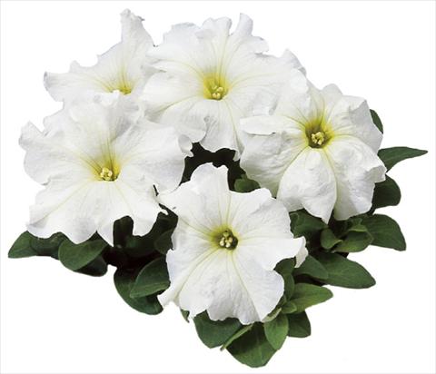Photos von Blumenvarianten benutzt als: Topf, Beet, Terrasse Petunia grandiflora F1 Special White