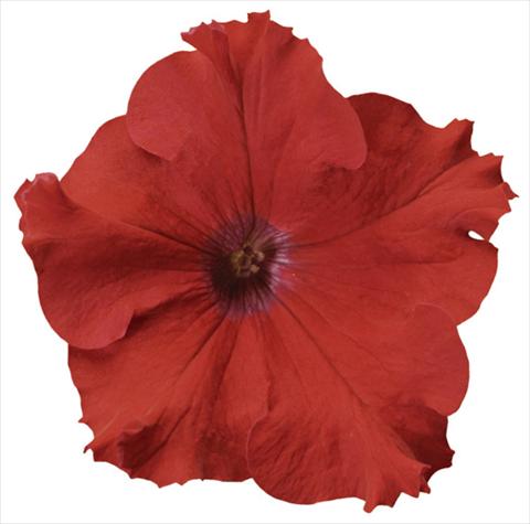 Photos von Blumenvarianten benutzt als: Topf, Terrasse, Ampel. Petunia x hybrida Sanguna® Red