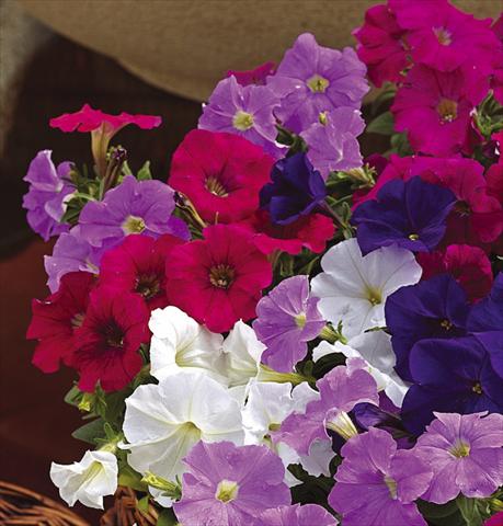 Photos von Blumenvarianten benutzt als: Topf, Terrasse, Ampel. Petunia milliflora Picobella F1 Mix