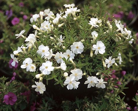 Photos von Blumenvarianten benutzt als: Topf und Beet Phlox douglasii White Admiral