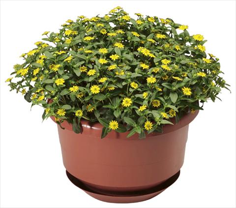 Photos von Blumenvarianten benutzt als: Topf, Terrasse, Ampel. Sanvitalia procumbens Cuzco® Compact