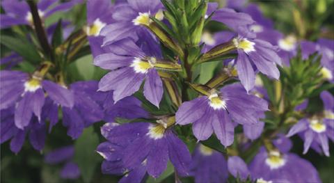 Photos von Blumenvarianten benutzt als: Topf, Terrasse, Ampel. Scaevola aemula Whirlwind® Blue