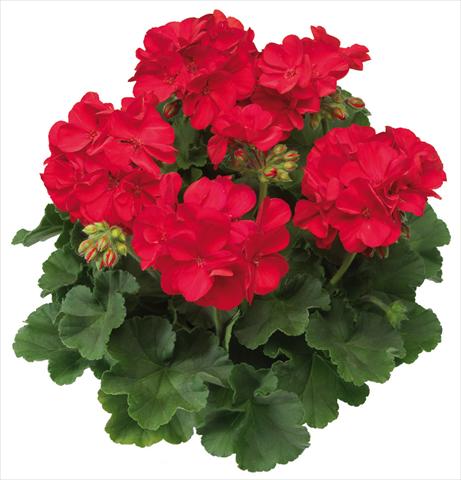 Photos von Blumenvarianten benutzt als: Topf Pelargonium interspec. Calliope™ Scarlet