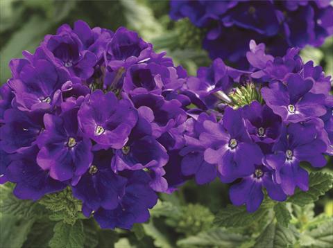 Photos von Blumenvarianten benutzt als: Topf, Terrasse, Ampel. Verbena hybrida Tuscany™ Blue