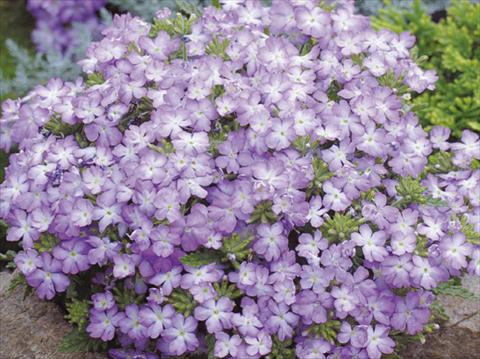 Photos von Blumenvarianten benutzt als: Topf, Terrasse, Ampel. Verbena hybrida Tuscany™ Lavender Picotee