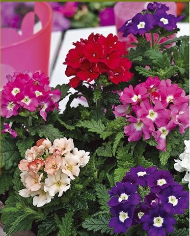 Photos von Blumenvarianten benutzt als: Topf, Terrasse, Ampel. Verbena hybrida Tuscany™ Mixture