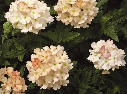 Photos von Blumenvarianten benutzt als: Topf, Terrasse, Ampel. Verbena hybrida Tuscany™ Peach