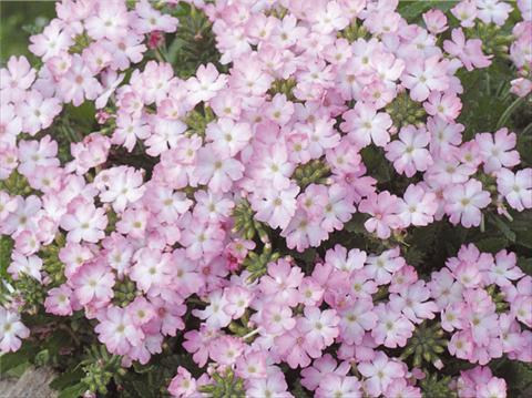 Photos von Blumenvarianten benutzt als: Topf, Terrasse, Ampel. Verbena hybrida Tuscany™ Pink Picotee