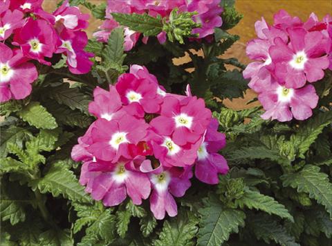 Photos von Blumenvarianten benutzt als: Topf, Terrasse, Ampel. Verbena hybrida Tuscany™ Rose with Eye