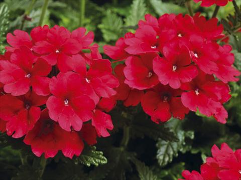 Photos von Blumenvarianten benutzt als: Topf, Terrasse, Ampel. Verbena hybrida Tuscany™ Scarlet