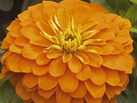 Photos von Blumenvarianten benutzt als: Topf und Beet Zinnia elegans Mondo F1 Orange