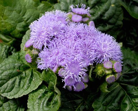Photos von Blumenvarianten benutzt als: Topf und Beet Ageratum houstonianum Azzurro