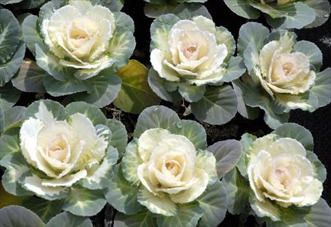 Photos von Blumenvarianten benutzt als: Topf und Beet Brassica oleracea Liscia Bianco