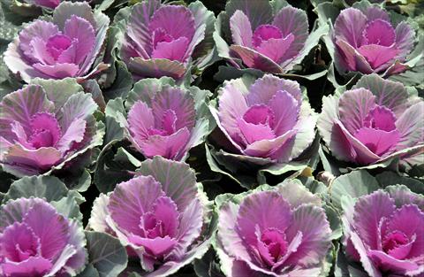 Photos von Blumenvarianten benutzt als: Topf und Beet Brassica oleracea Liscia Rosa