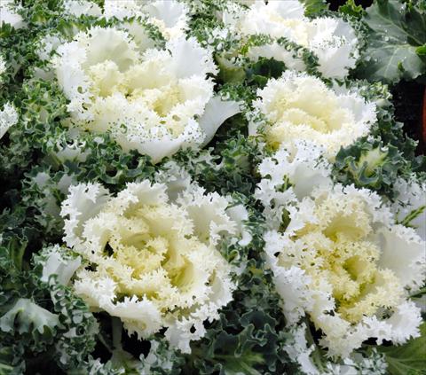 Photos von Blumenvarianten benutzt als: Topf und Beet Brassica oleracea Riccia Bianco