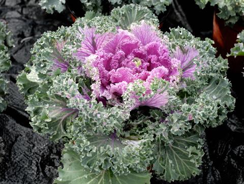 Photos von Blumenvarianten benutzt als: Topf und Beet Brassica oleracea Riccia Rosa