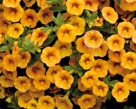 Photos von Blumenvarianten benutzt als: Topf, Terrasse, Ampel. Calibrachoa Sweet Bells® Arancio