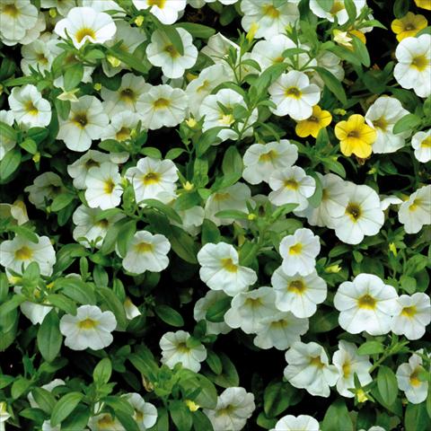 Photos von Blumenvarianten benutzt als: Topf, Terrasse, Ampel. Calibrachoa Sweet Bells® Bianco