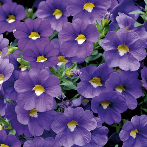 Photos von Blumenvarianten benutzt als: Topf, Terrasse, Ampel. Calibrachoa Sweet Bells® Blu