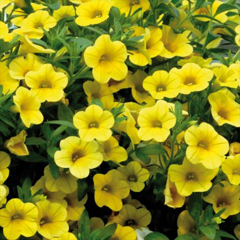 Photos von Blumenvarianten benutzt als: Topf, Terrasse, Ampel. Calibrachoa Sweet Bells® Giallo
