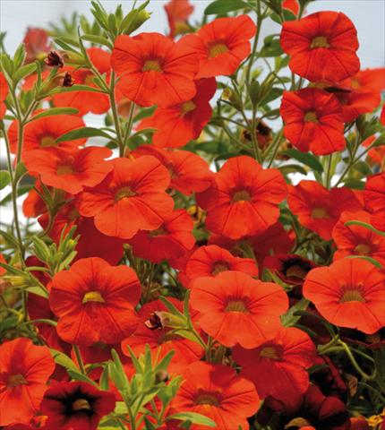 Photos von Blumenvarianten benutzt als: Topf, Terrasse, Ampel. Calibrachoa Sweet Bells® Rosso