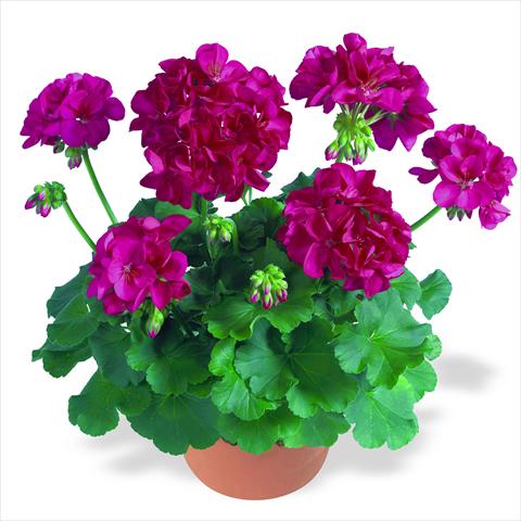 Photos von Blumenvarianten benutzt als: Topf Pelargonium zonale RED FOX Survivor Neon Violet