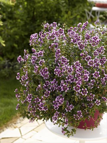 Photos von Blumenvarianten benutzt als: Topf, Terrasse, Ampel. Cuphea ilavea Vienco Lavender