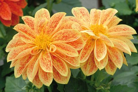 Photos von Blumenvarianten benutzt als: Topf und Beet Dahlia Royal® Dahlietta Giallo Splash