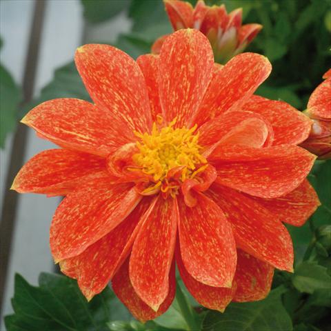 Photos von Blumenvarianten benutzt als: Topf und Beet Dahlia Royal® Dahlietta Rosso Splash